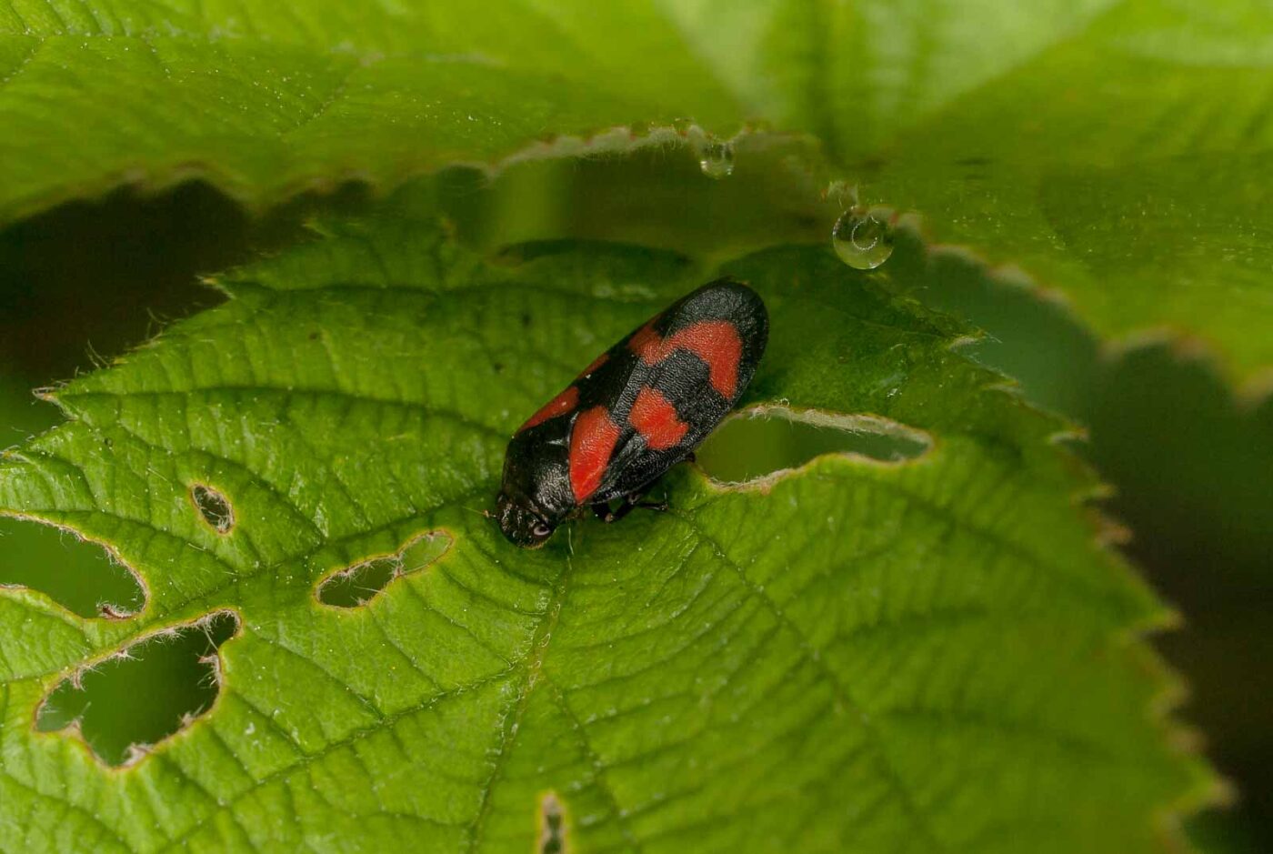 2017-05-14 - EmscherValleyWay Recklinghausen