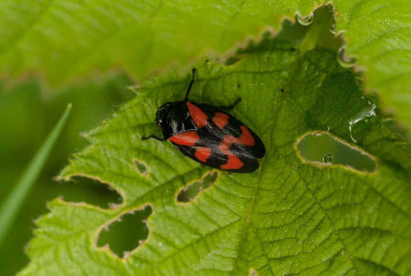 2017-05-14 - EmscherValleyWay Recklinghausen