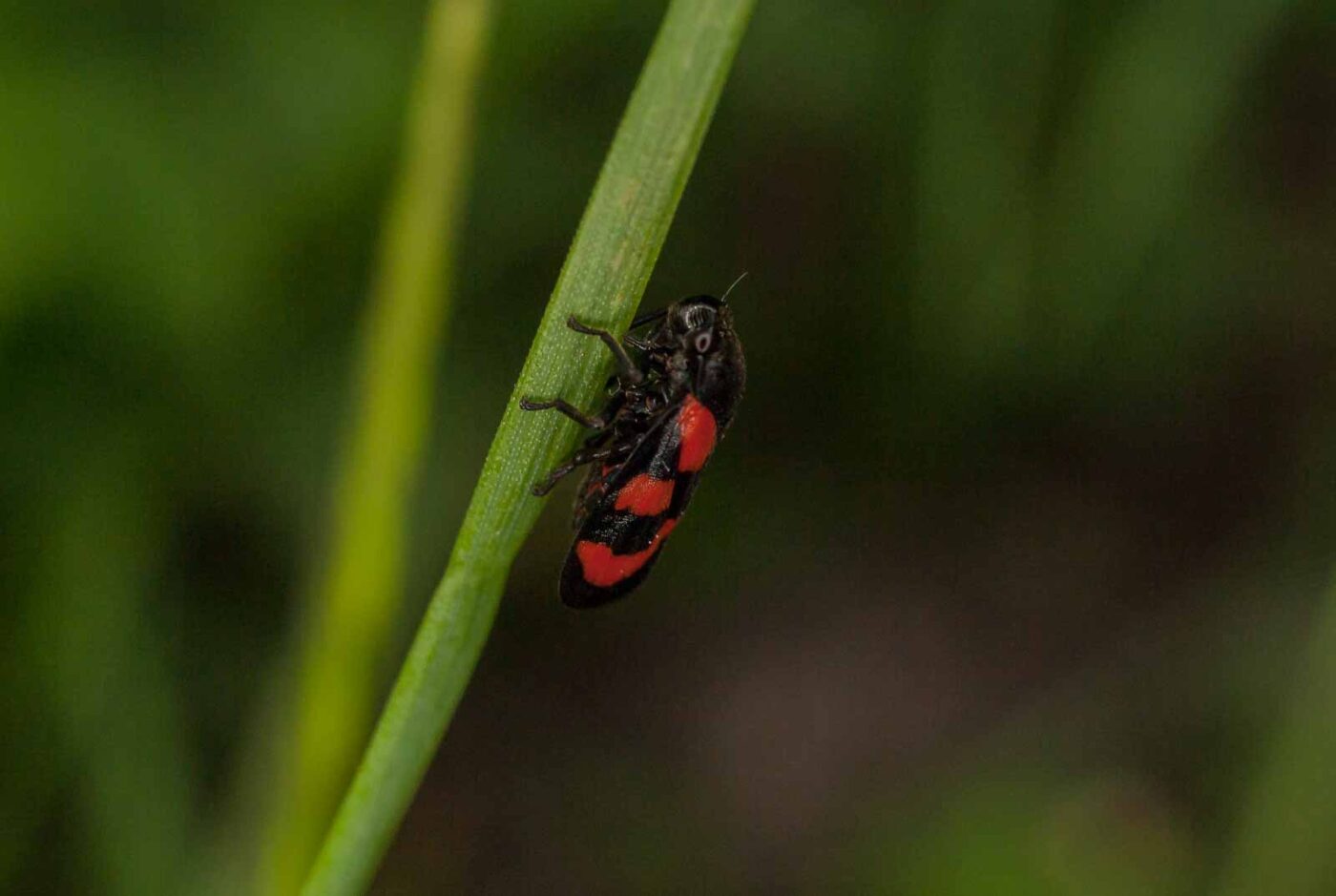 2017-05-14 - EmscherValleyWay Recklinghausen