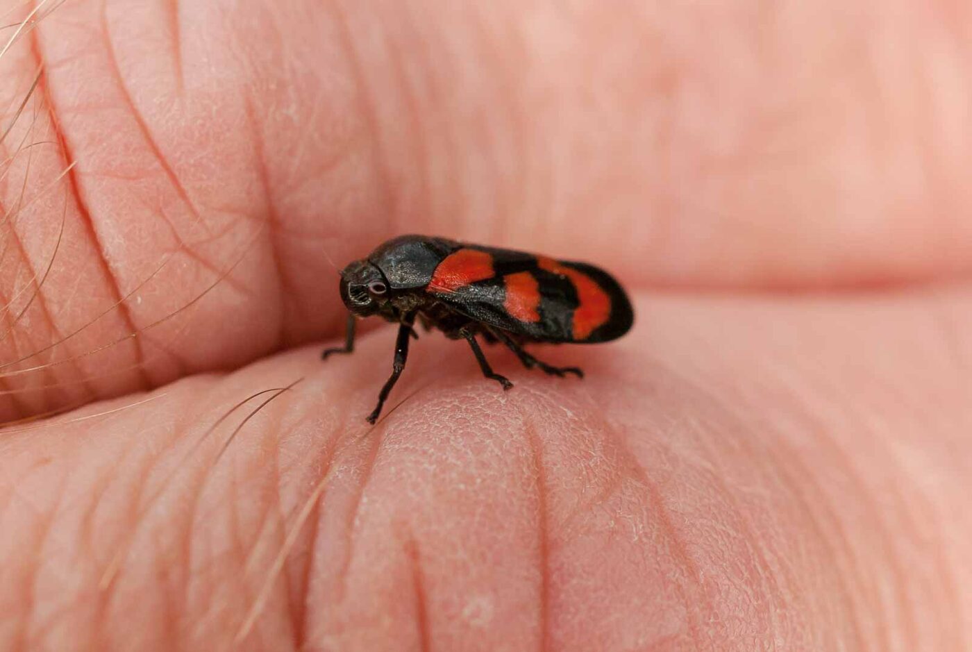 2017-05-14 - EmscherValleyWay Recklinghausen