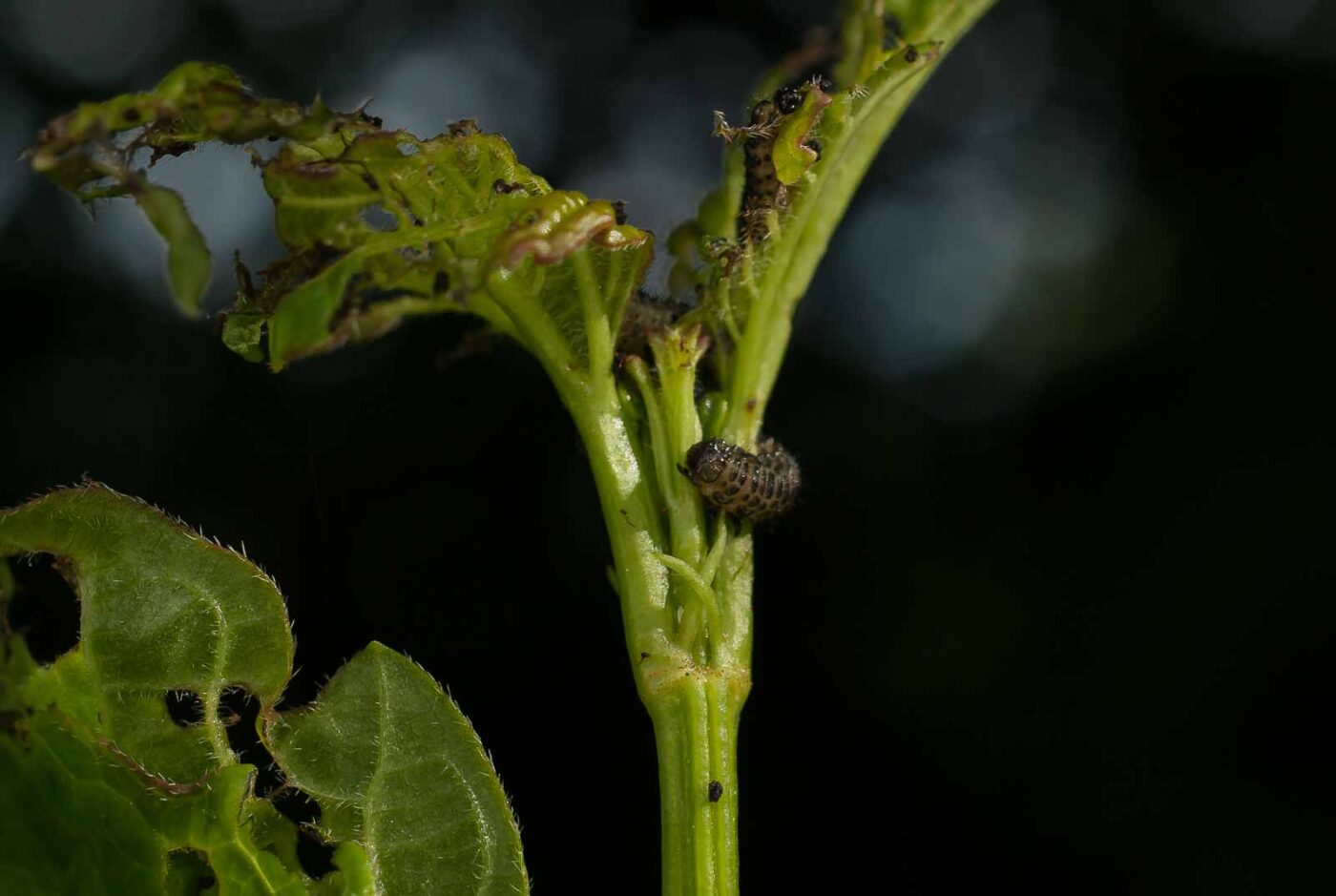 2017-05-14 - EmscherValleyWay Recklinghausen