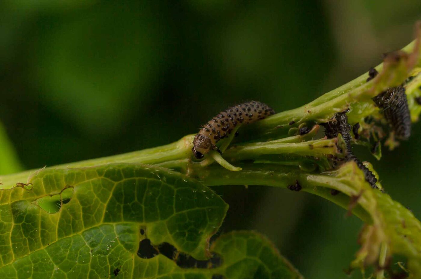 2017-05-14 - EmscherValleyWay Recklinghausen