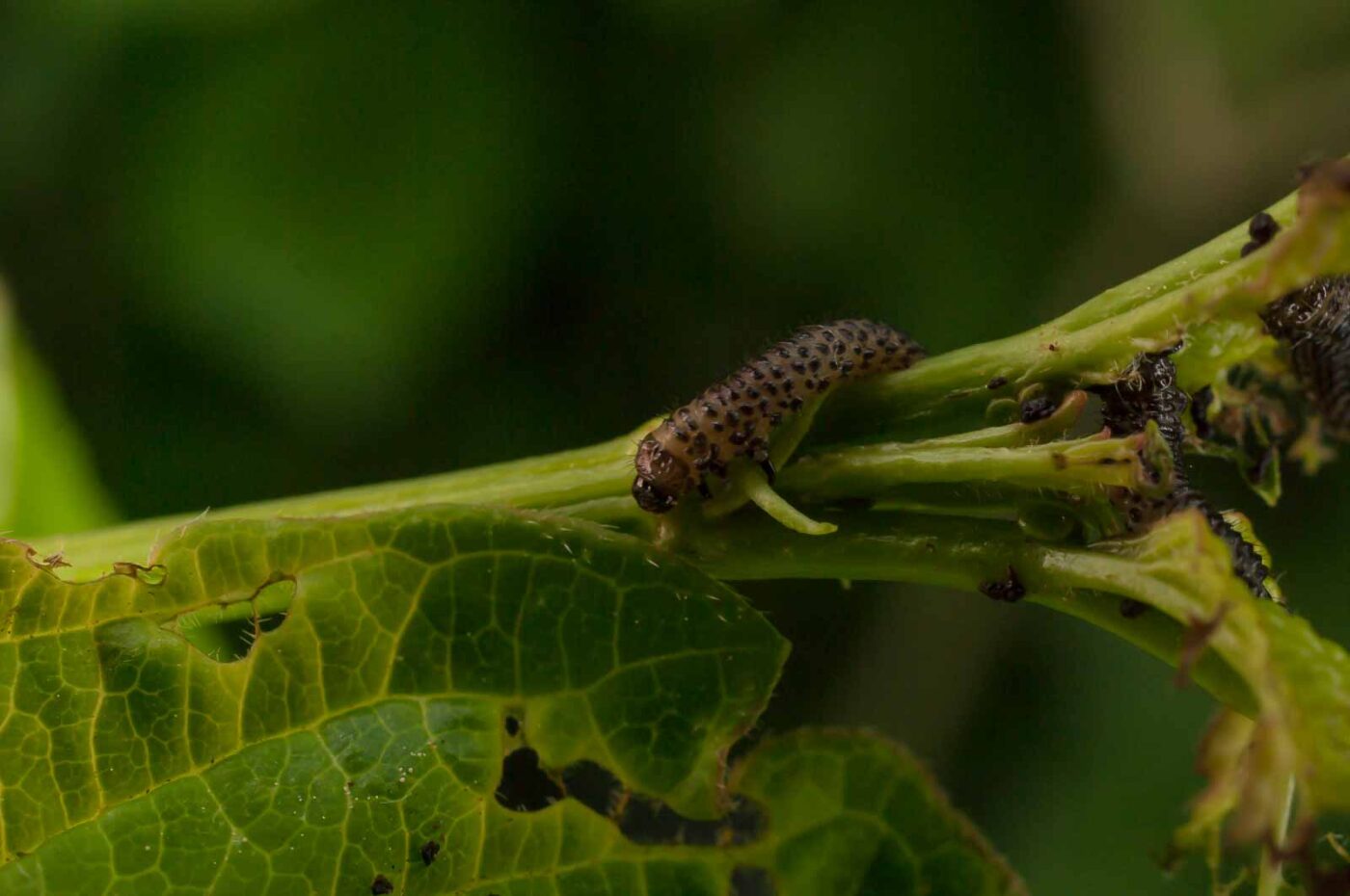 2017-05-14 - EmscherValleyWay Recklinghausen