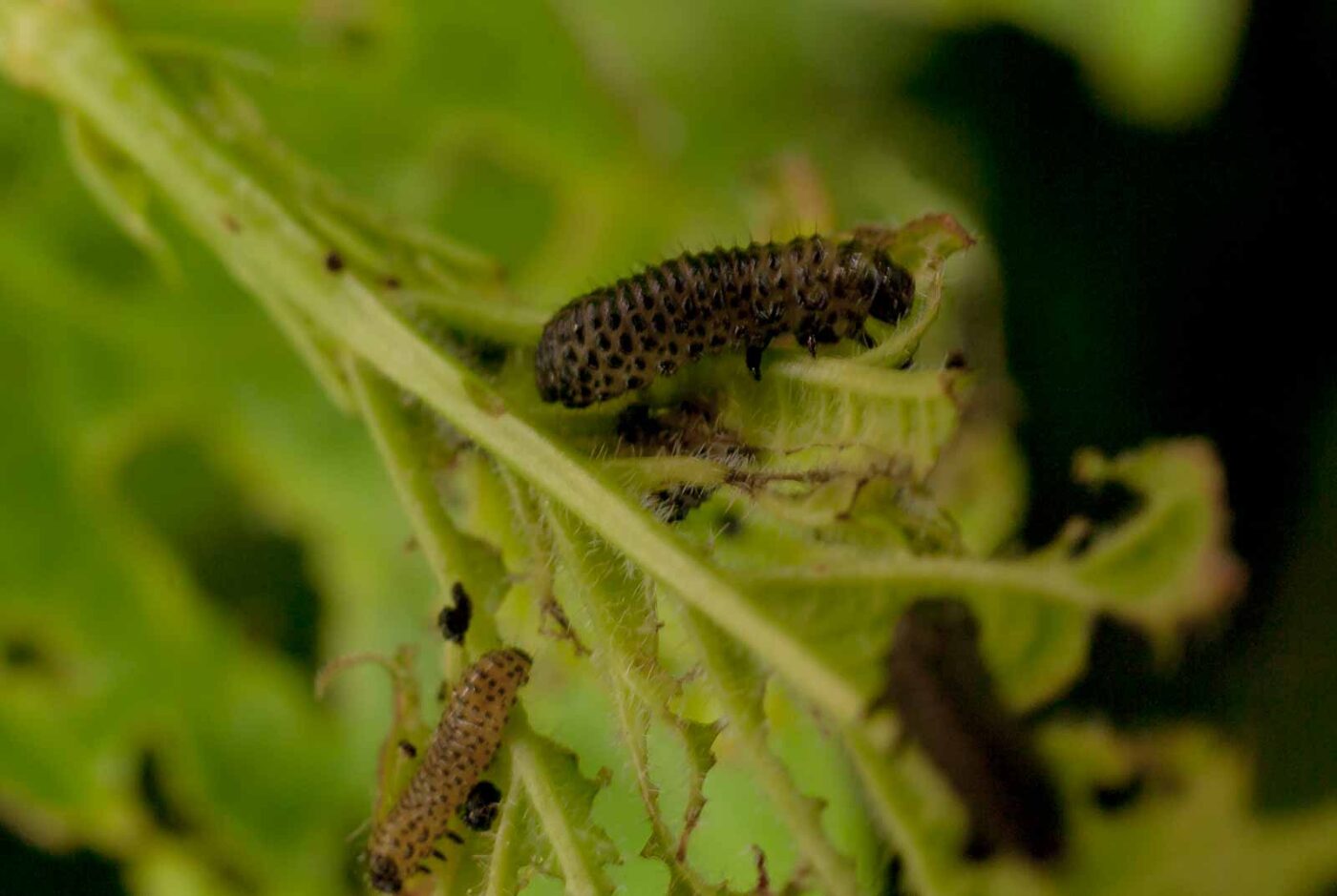 2017-05-14 - EmscherValleyWay Recklinghausen