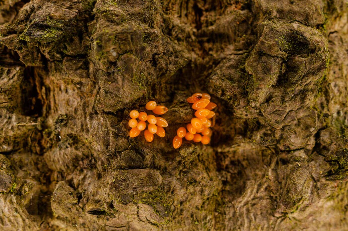 2017-05-14 - EmscherValleyWay Recklinghausen