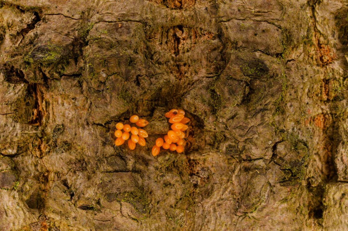 2017-05-14 - EmscherValleyWay Recklinghausen