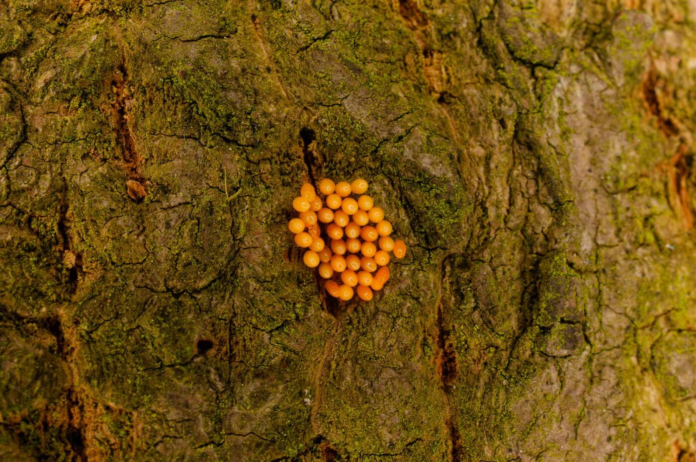 2017-05-14 - EmscherValleyWay Recklinghausen