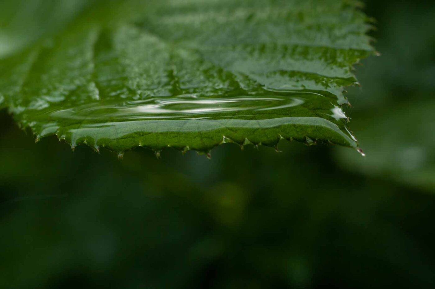 2017-05-14 - EmscherValleyWay Recklinghausen