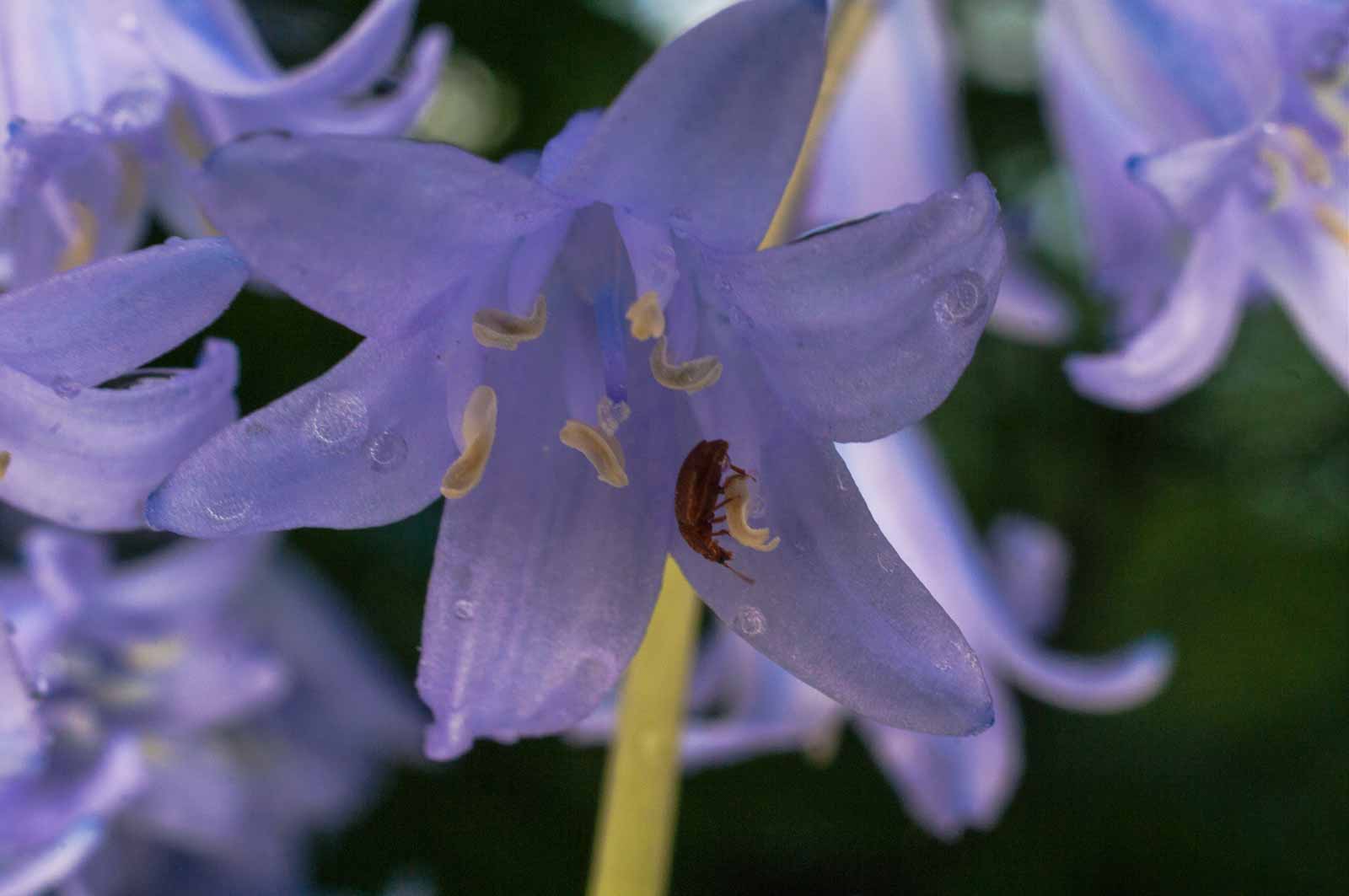 °byturus ochraceus°