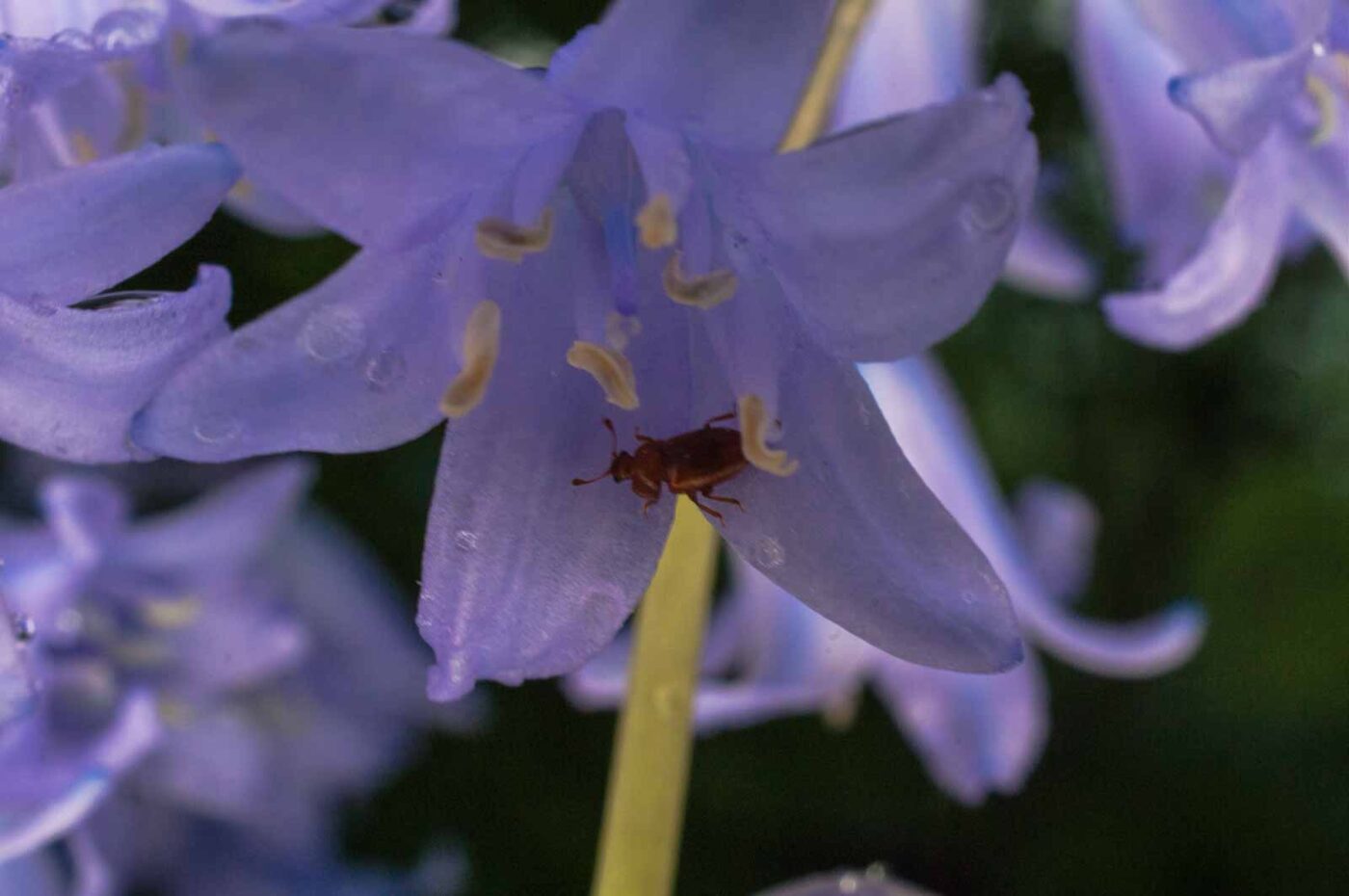 2017-05-14 - EmscherValleyWay Recklinghausen