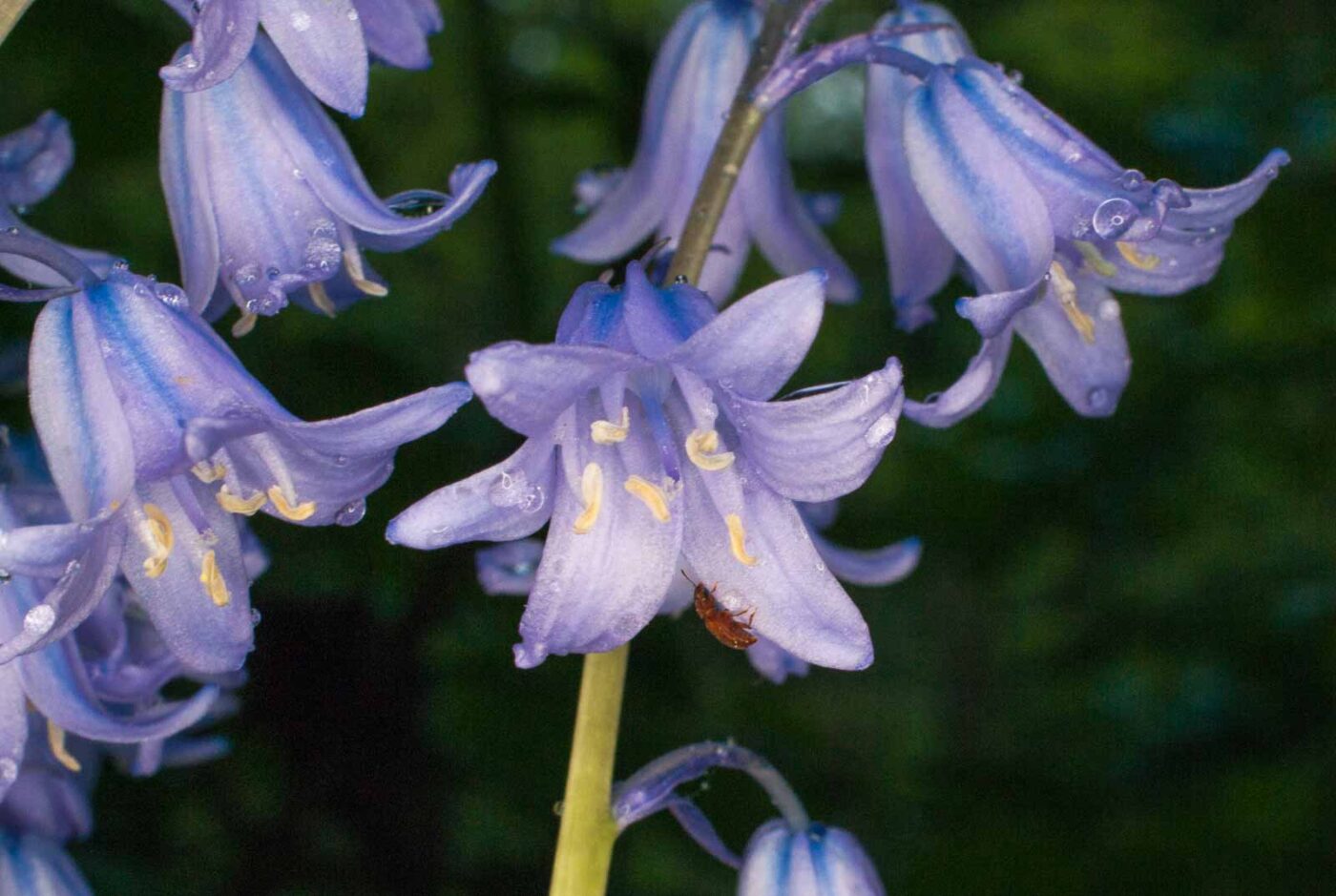 2017-05-14 - EmscherValleyWay Recklinghausen