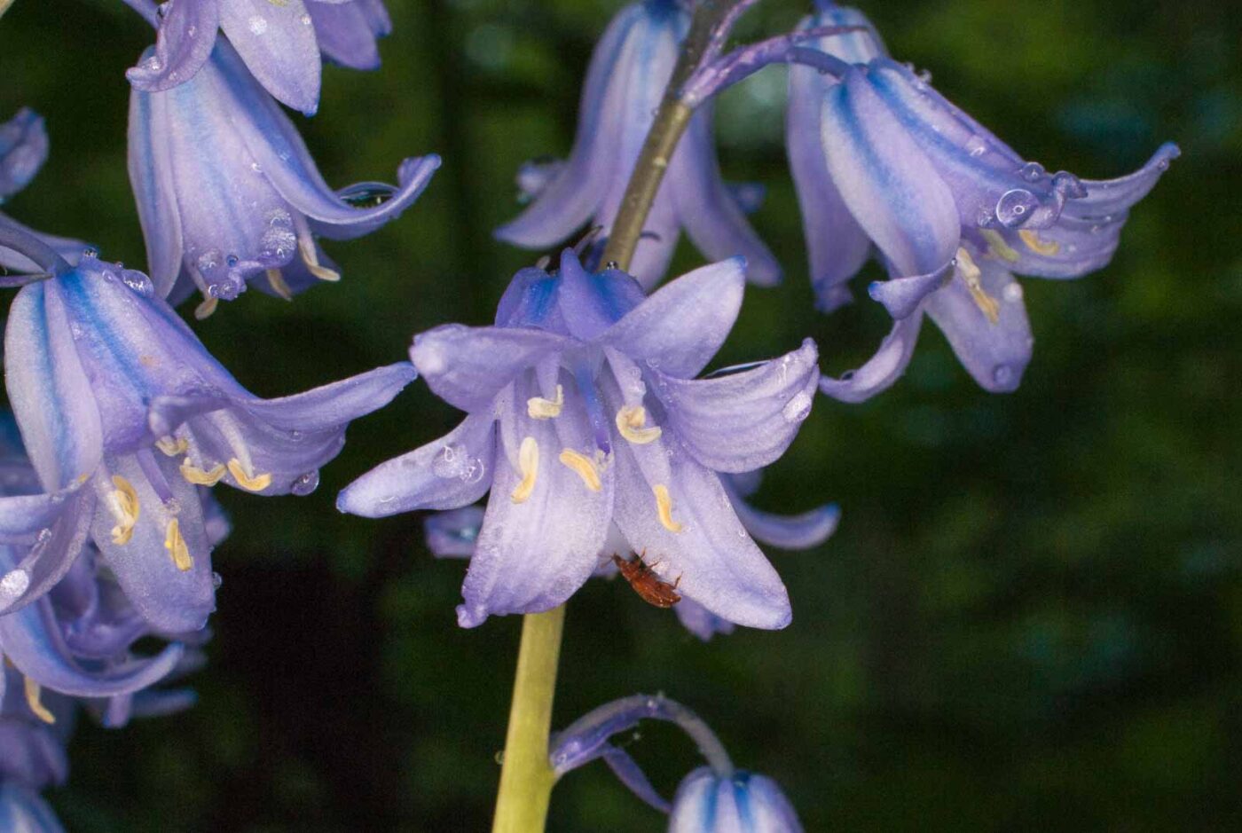 2017-05-14 - EmscherValleyWay Recklinghausen