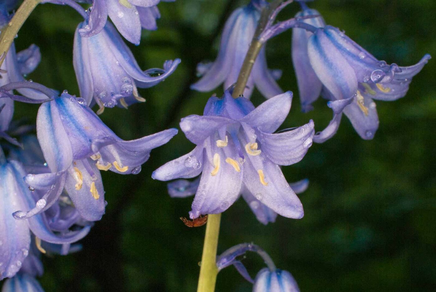 2017-05-14 - EmscherValleyWay Recklinghausen