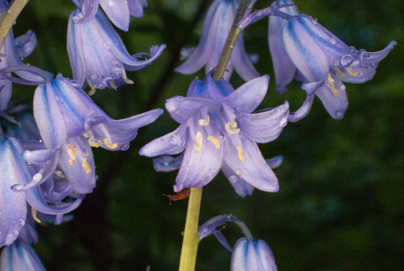 2017-05-14 - EmscherValleyWay Recklinghausen