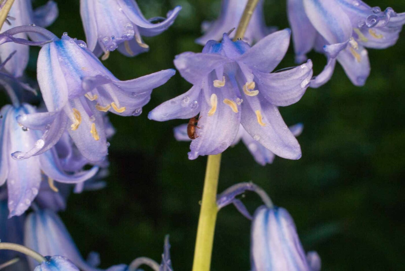 2017-05-14 - EmscherValleyWay Recklinghausen