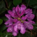 2017-05-14 - EmscherValleyWay Recklinghausen