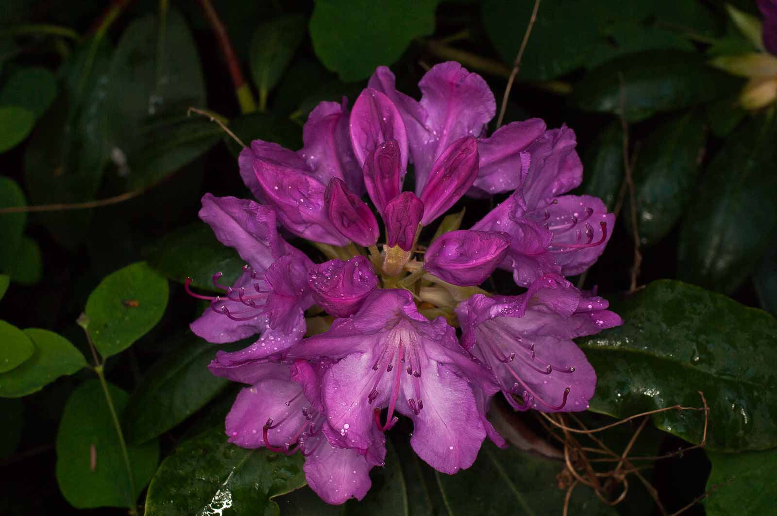 °heidekrautgewächse°