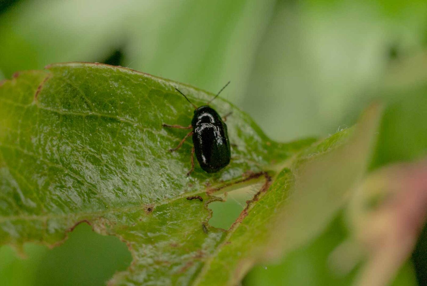 2017-05-14 - EmscherValleyWay Recklinghausen