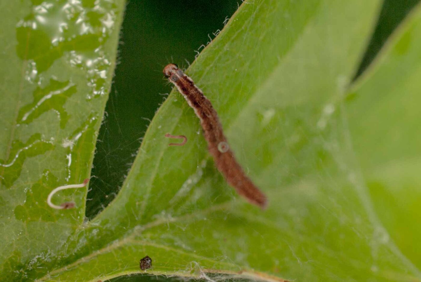 2017-05-14 - EmscherValleyWay Recklinghausen