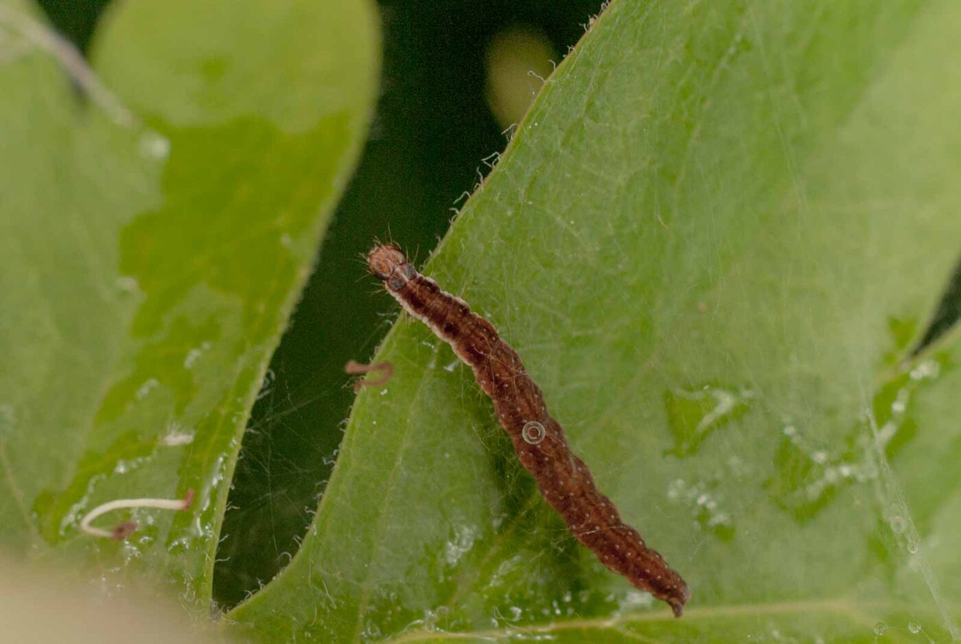 2017-05-14 - EmscherValleyWay Recklinghausen