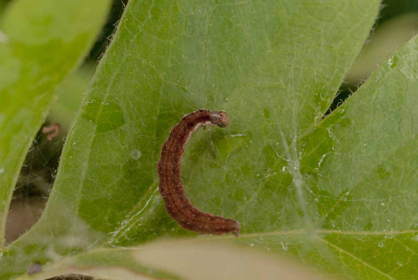 2017-05-14 - EmscherValleyWay Recklinghausen