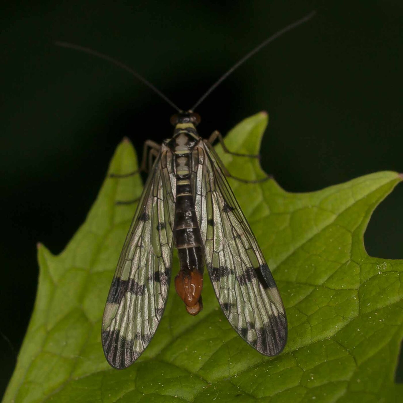 2017-05-14 - EmscherValleyWay Recklinghausen