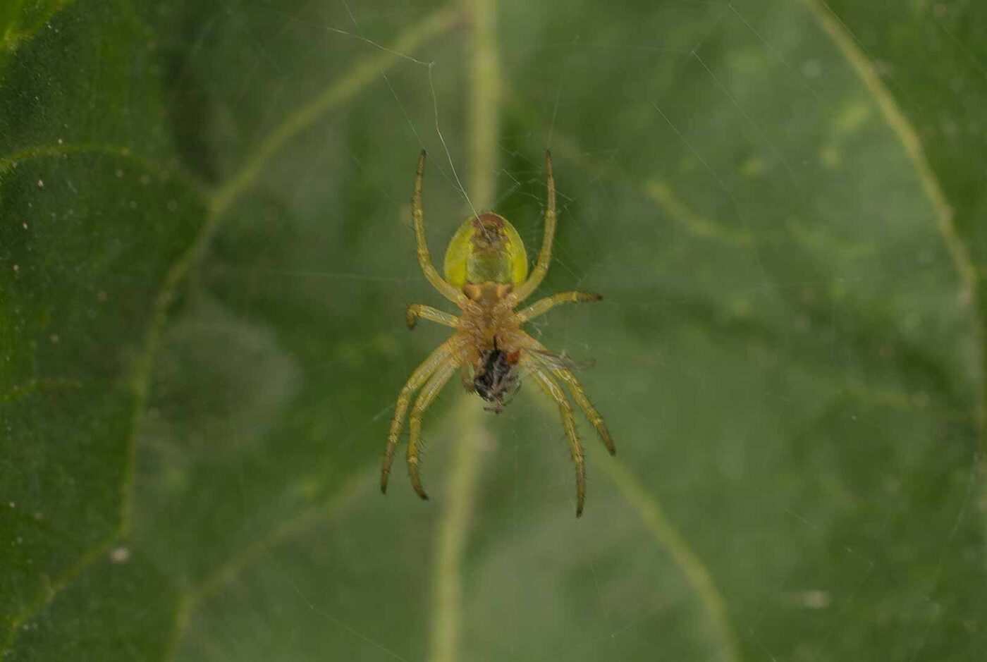 2017-05-14 - EmscherValleyWay Recklinghausen