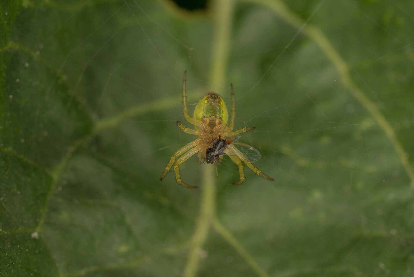 2017-05-14 - EmscherValleyWay Recklinghausen