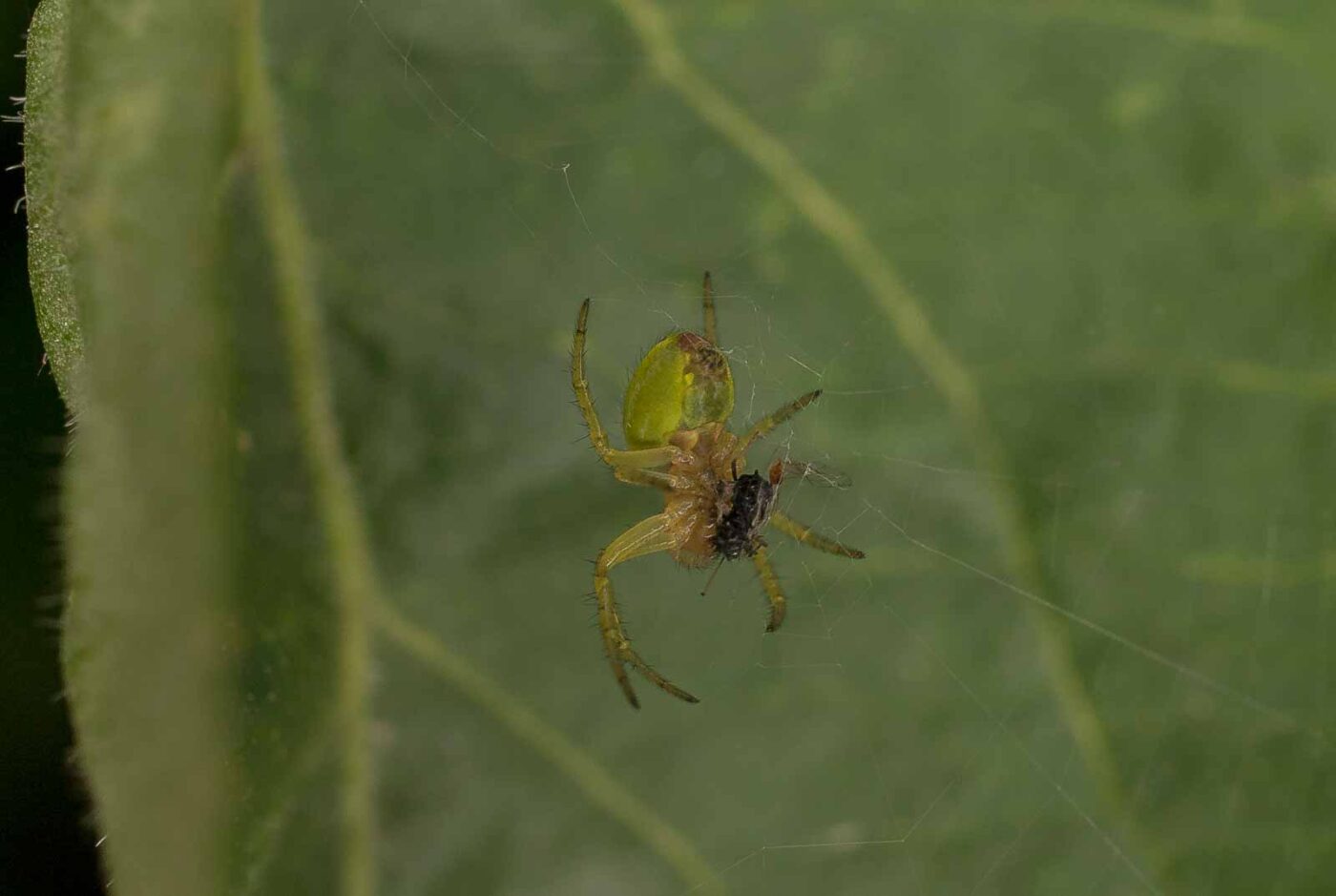 2017-05-14 - EmscherValleyWay Recklinghausen