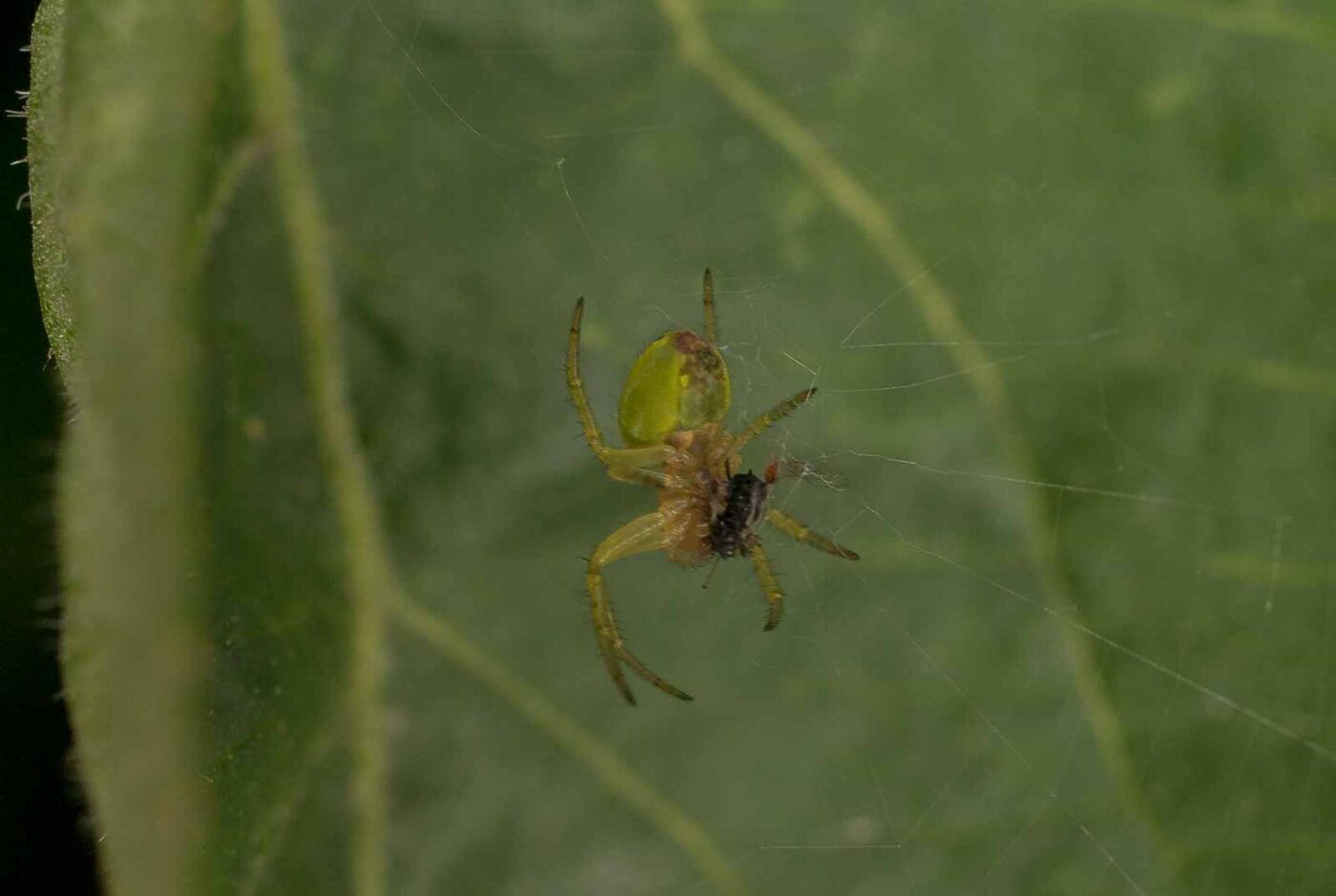 2017-05-14 - EmscherValleyWay Recklinghausen