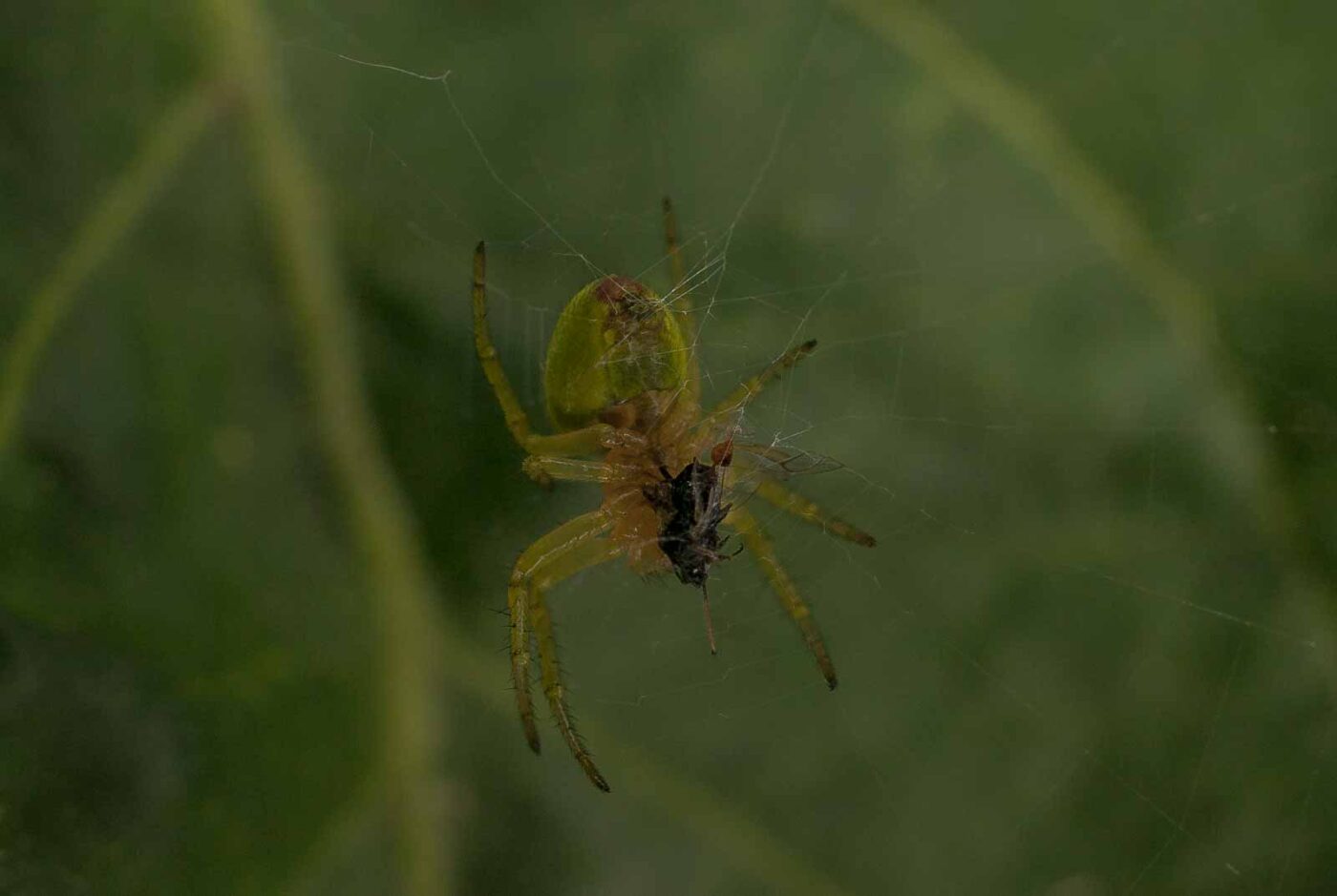 2017-05-14 - EmscherValleyWay Recklinghausen