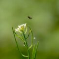 2017-05-16 - NSG Brandheide Recklinghausen