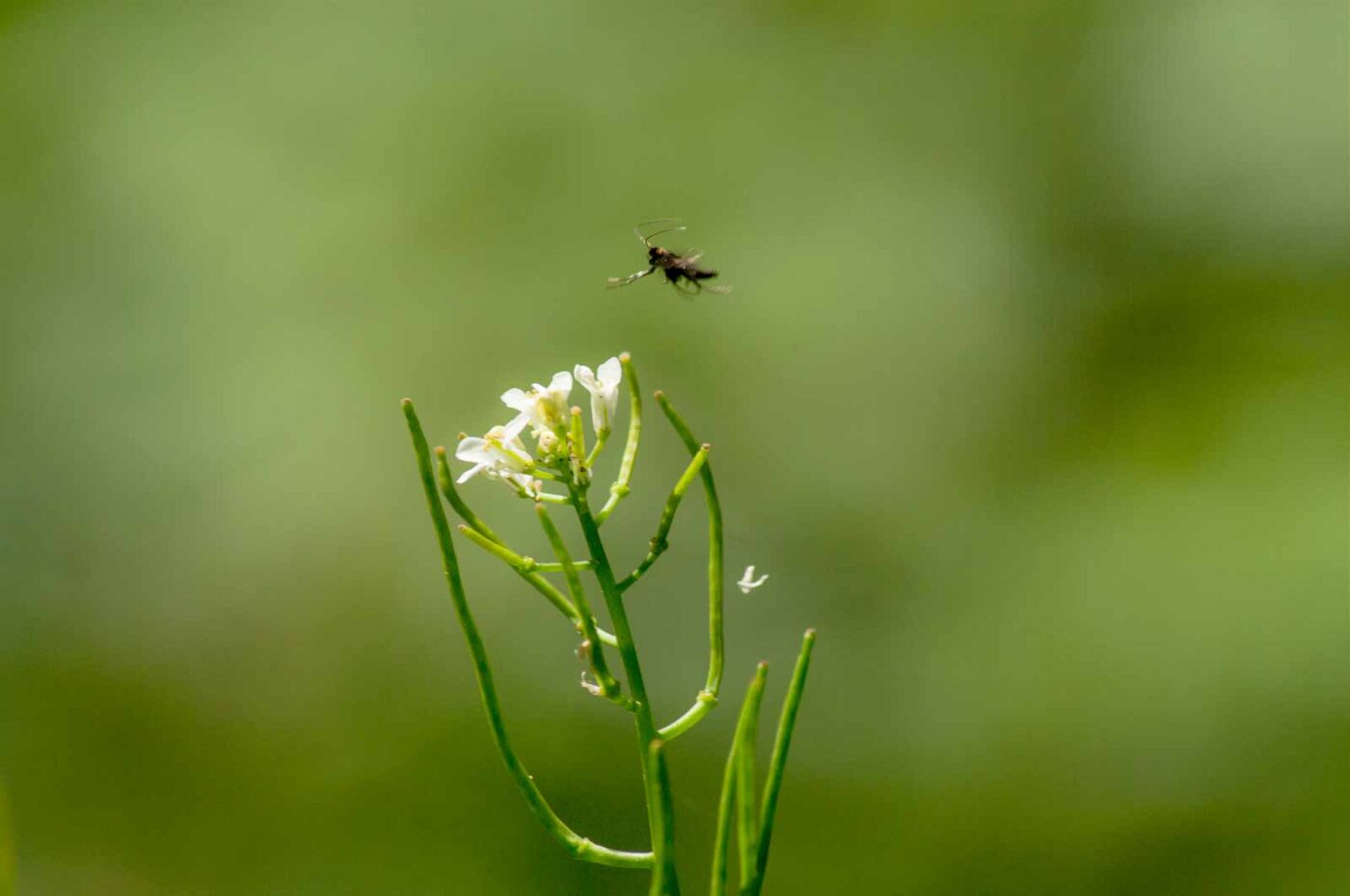 2017-05-16 - NSG Brandheide Recklinghausen
