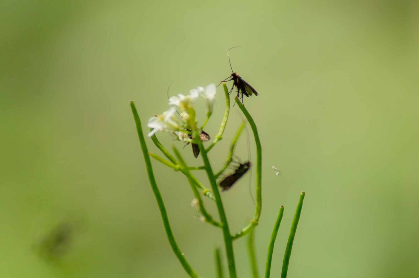 2017-05-16 - NSG Brandheide Recklinghausen