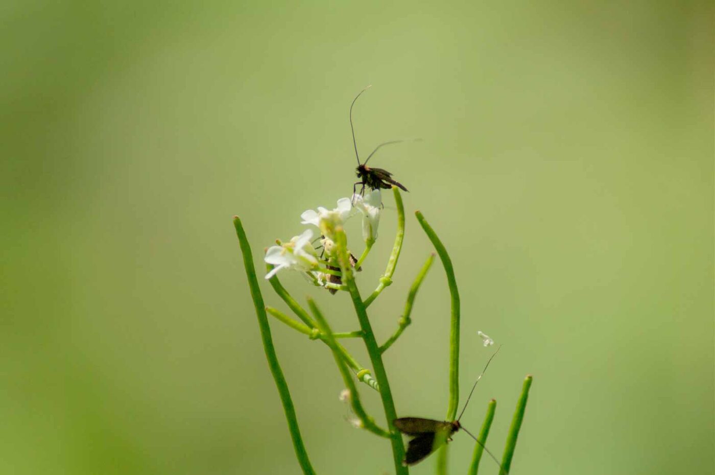 2017-05-16 - NSG Brandheide Recklinghausen
