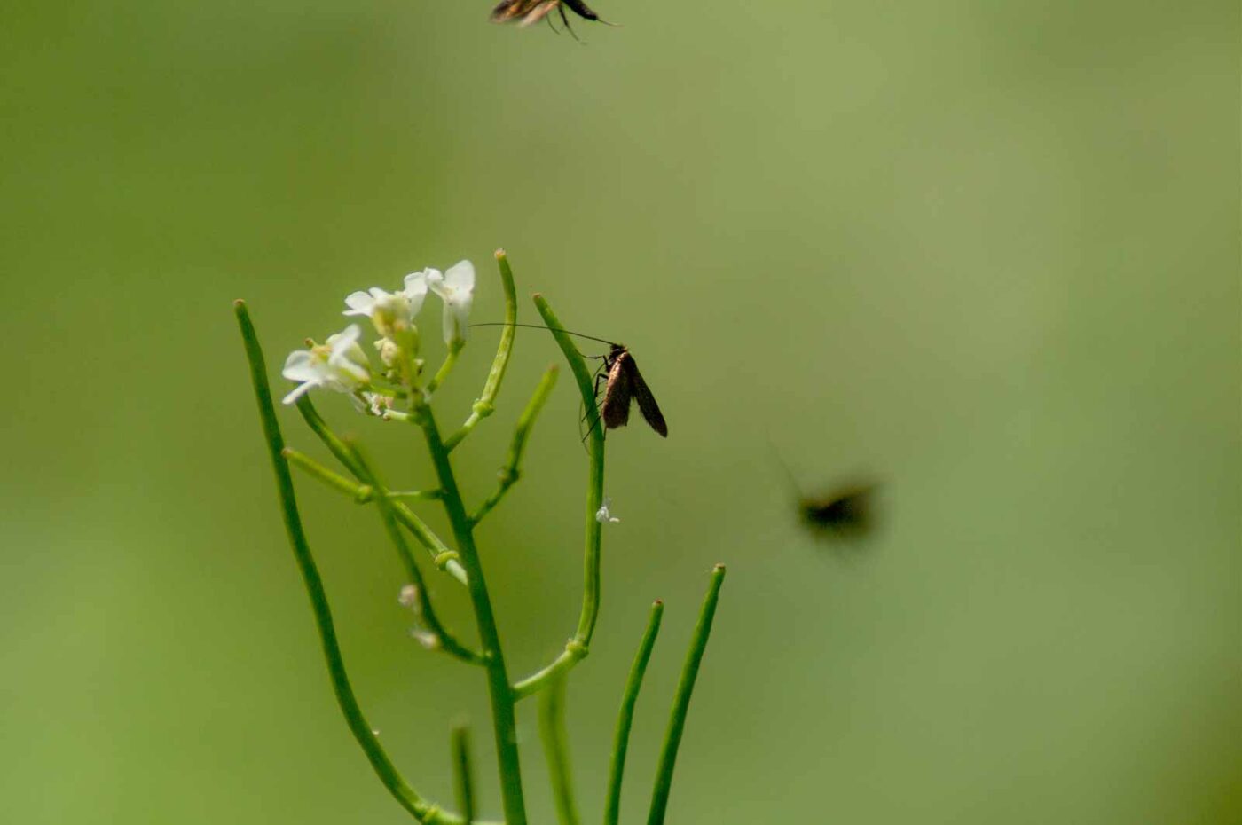 2017-05-16 - NSG Brandheide Recklinghausen