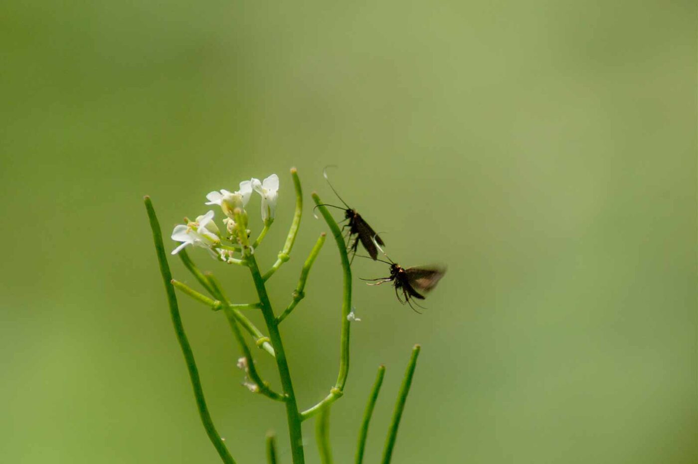 2017-05-16 - NSG Brandheide Recklinghausen