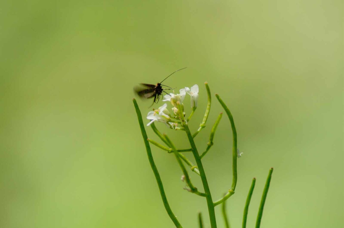 2017-05-16 - NSG Brandheide Recklinghausen