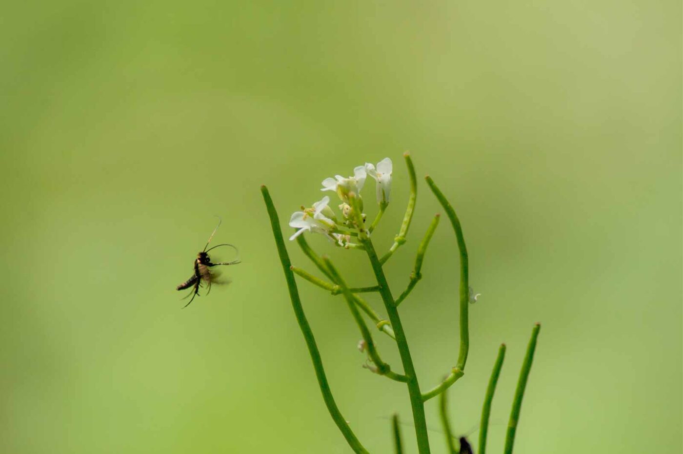 2017-05-16 - NSG Brandheide Recklinghausen