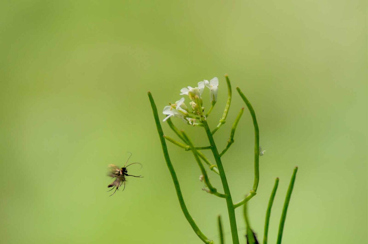 2017-05-16 - NSG Brandheide Recklinghausen