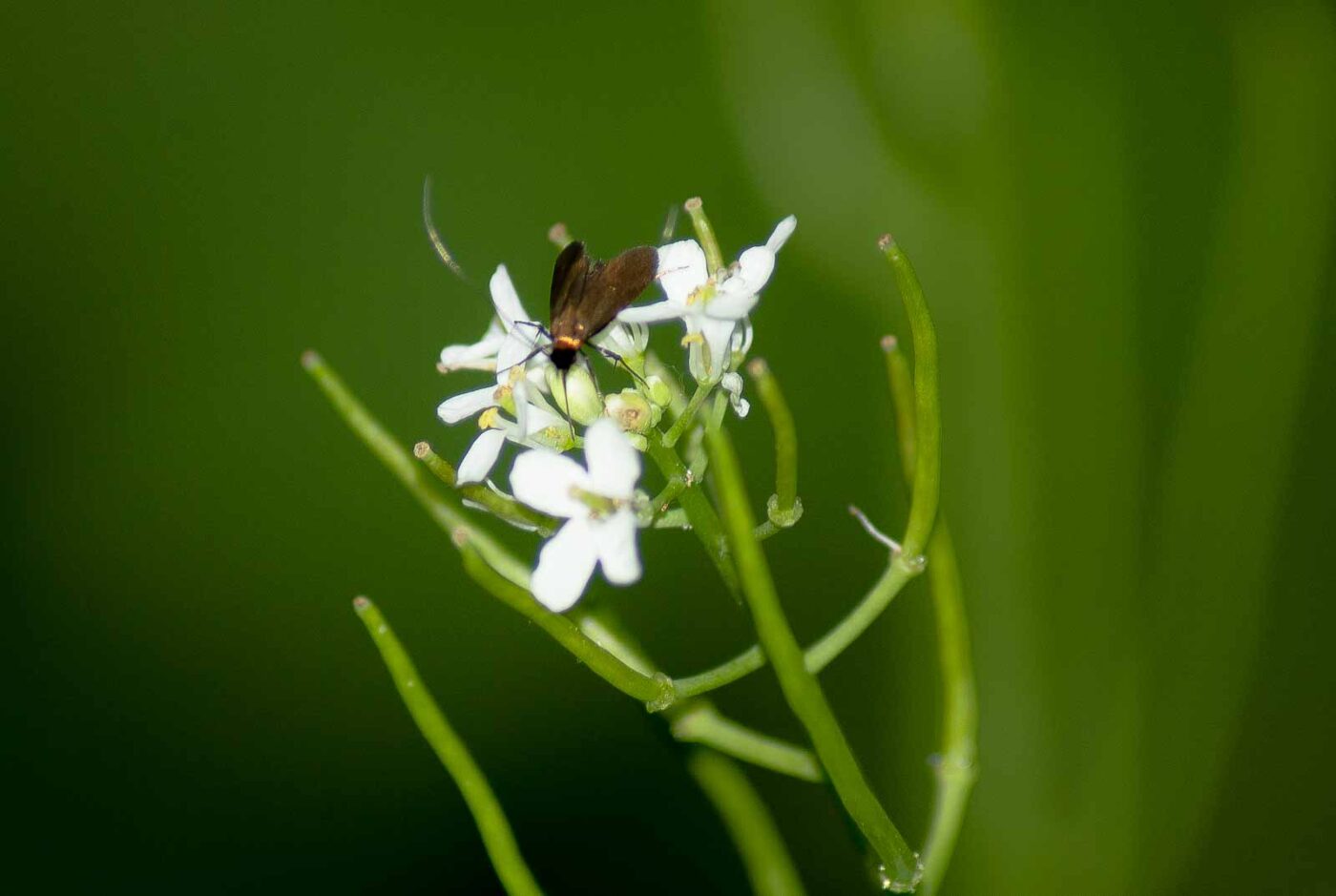 2017-05-16 - NSG Brandheide Recklinghausen