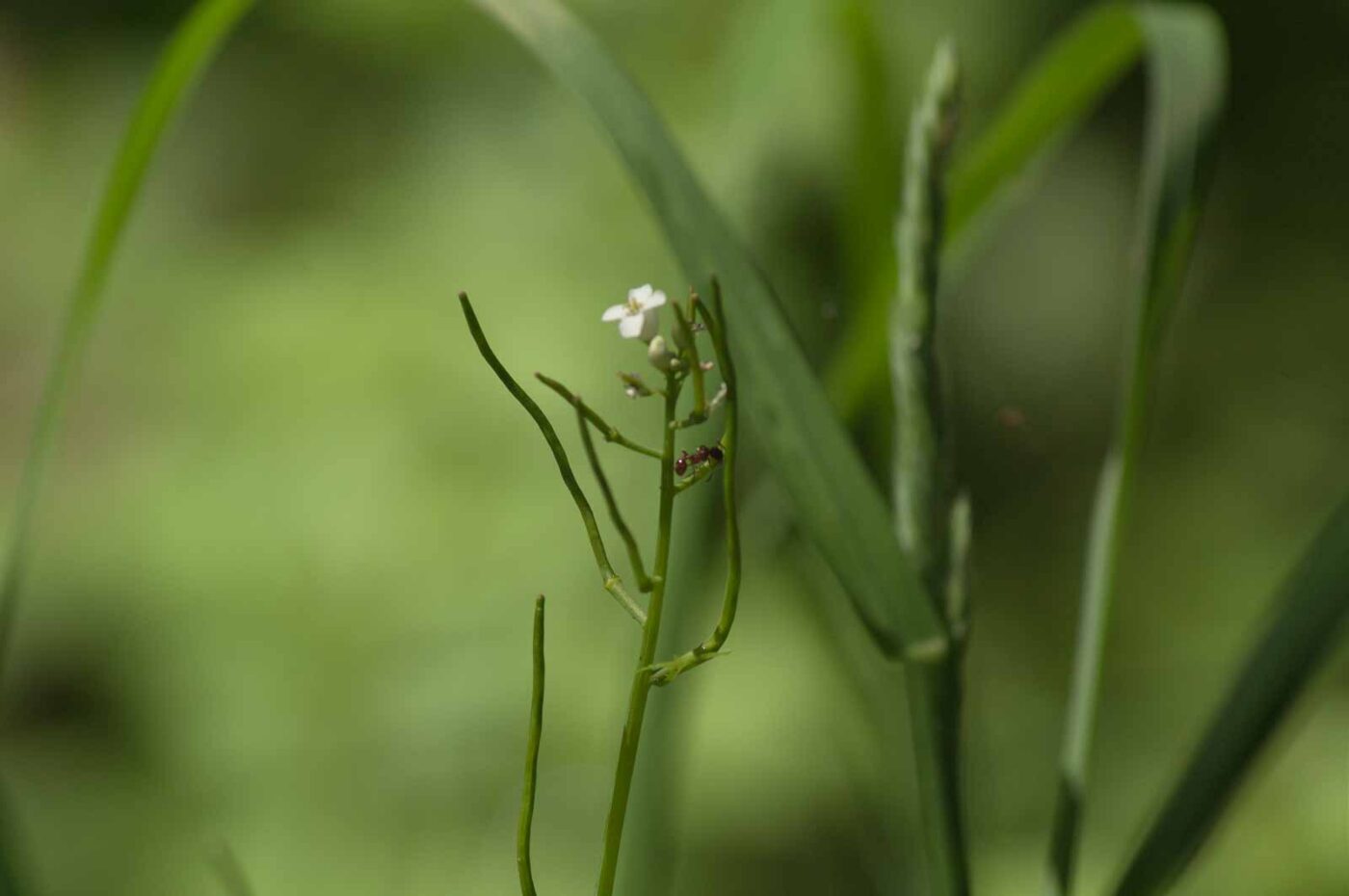 2017-05-16 - NSG Brandheide Recklinghausen