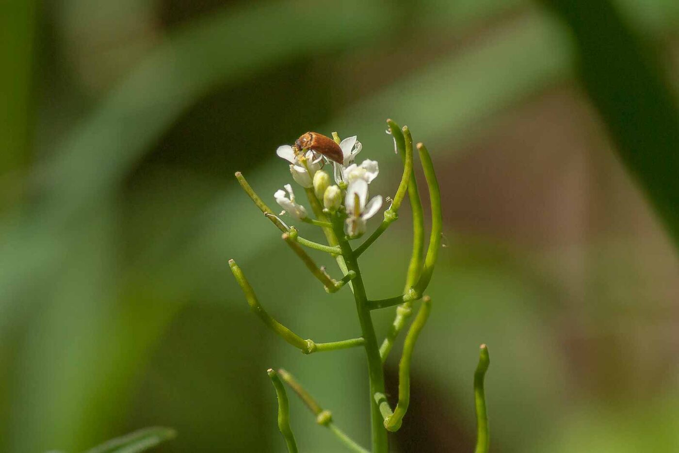 2017-05-16 - NSG Brandheide Recklinghausen