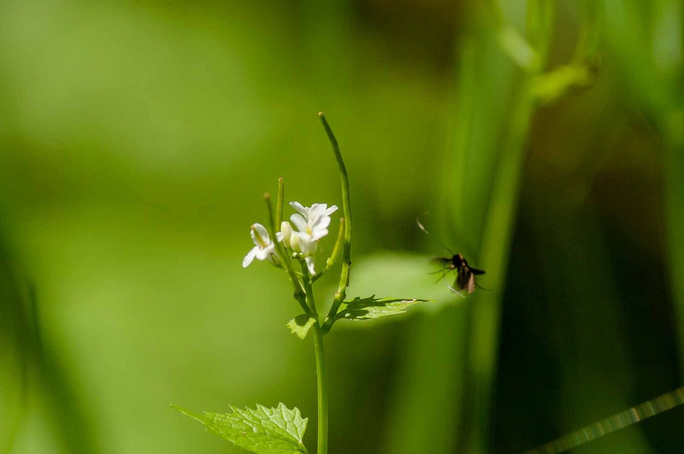 2017-05-16 - NSG Brandheide Recklinghausen