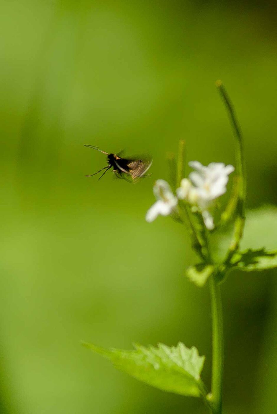 2017-05-16 - NSG Brandheide Recklinghausen