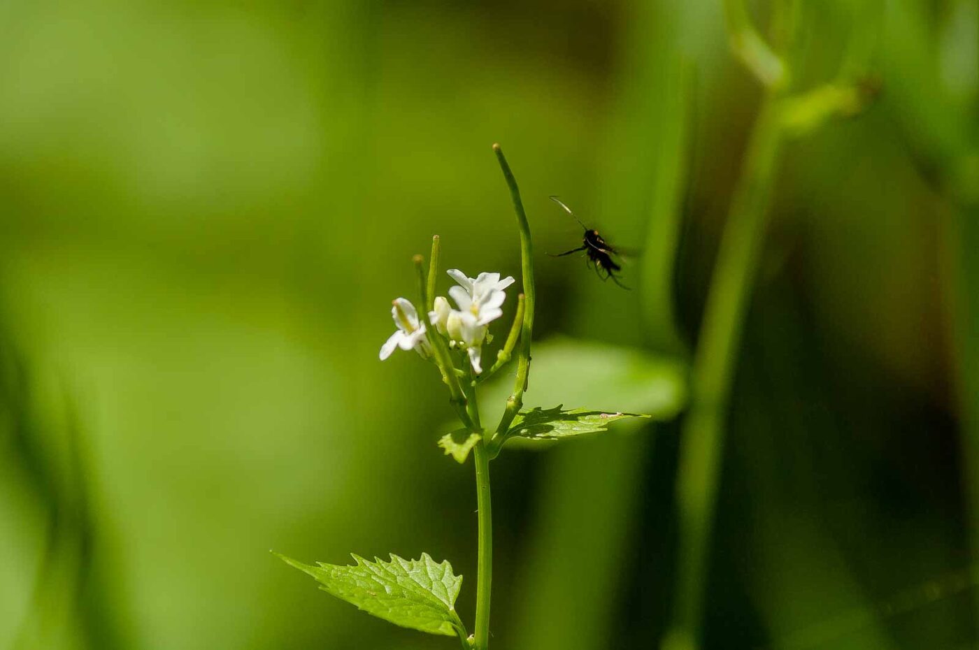2017-05-16 - NSG Brandheide Recklinghausen