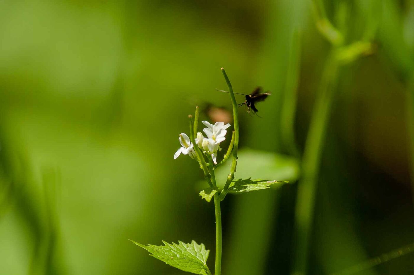 2017-05-16 - NSG Brandheide Recklinghausen