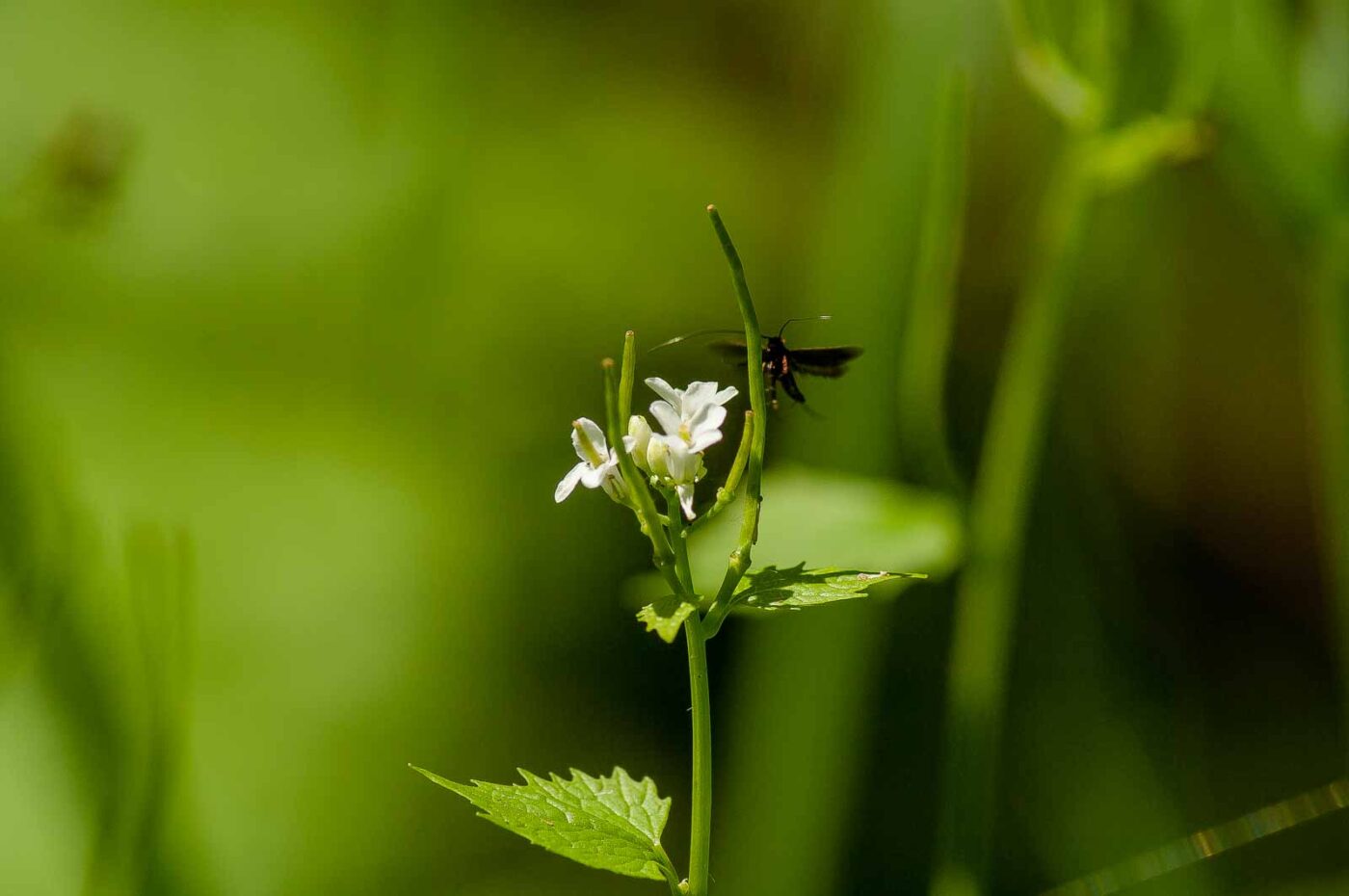 2017-05-16 - NSG Brandheide Recklinghausen