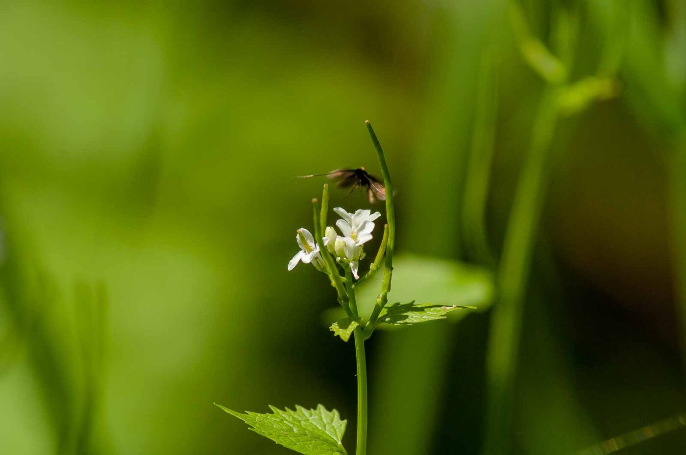 2017-05-16 - NSG Brandheide Recklinghausen