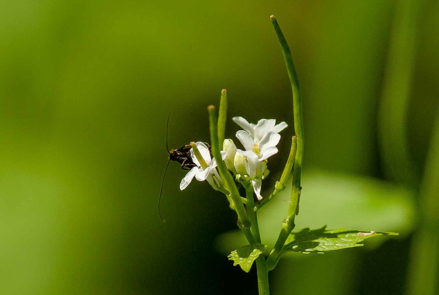 2017-05-16 - NSG Brandheide Recklinghausen